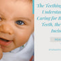 The Teething Journey: Understanding, Supporting, and Caring for Baby's First Teeth, the Central Incisors